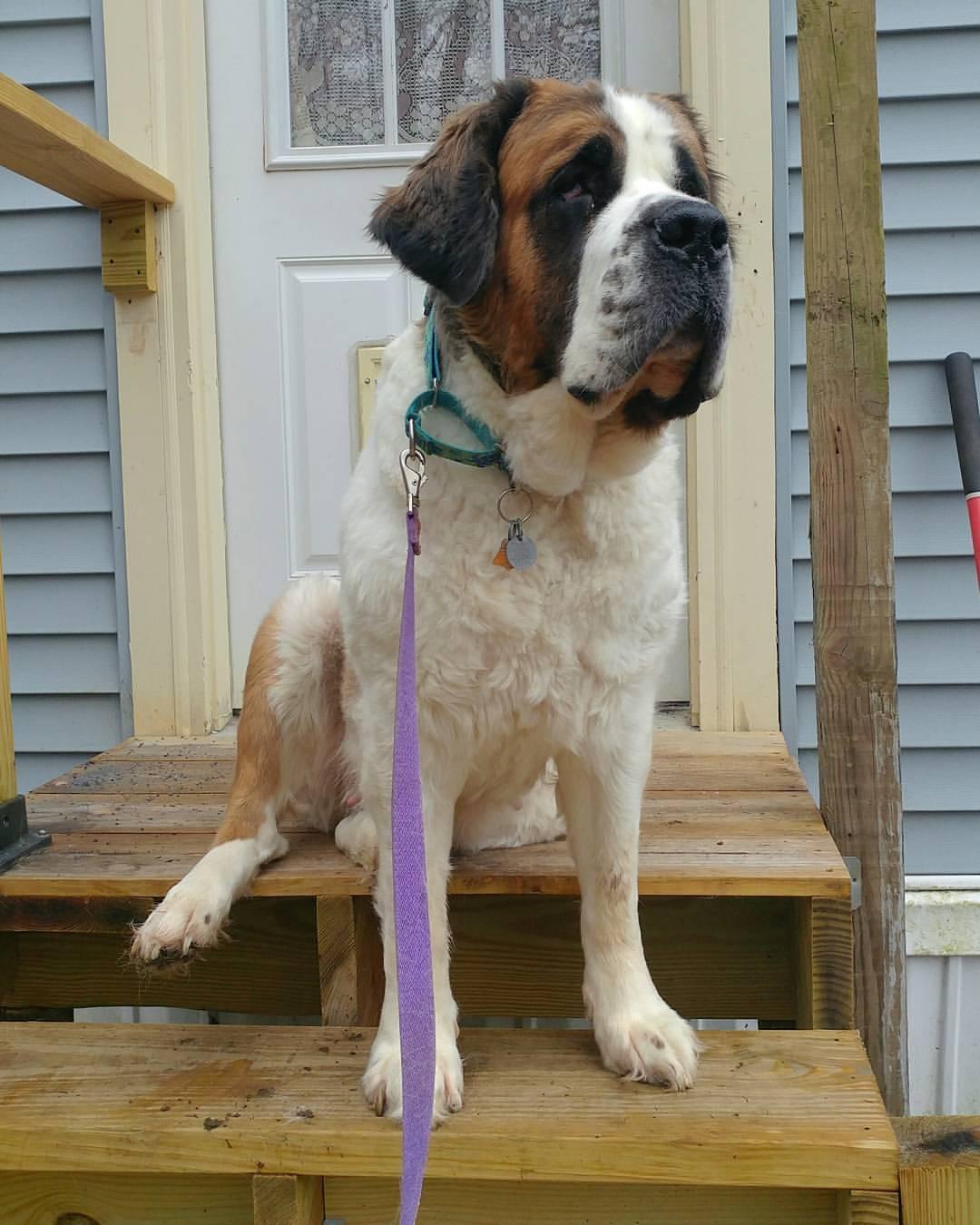 Saint Bernard