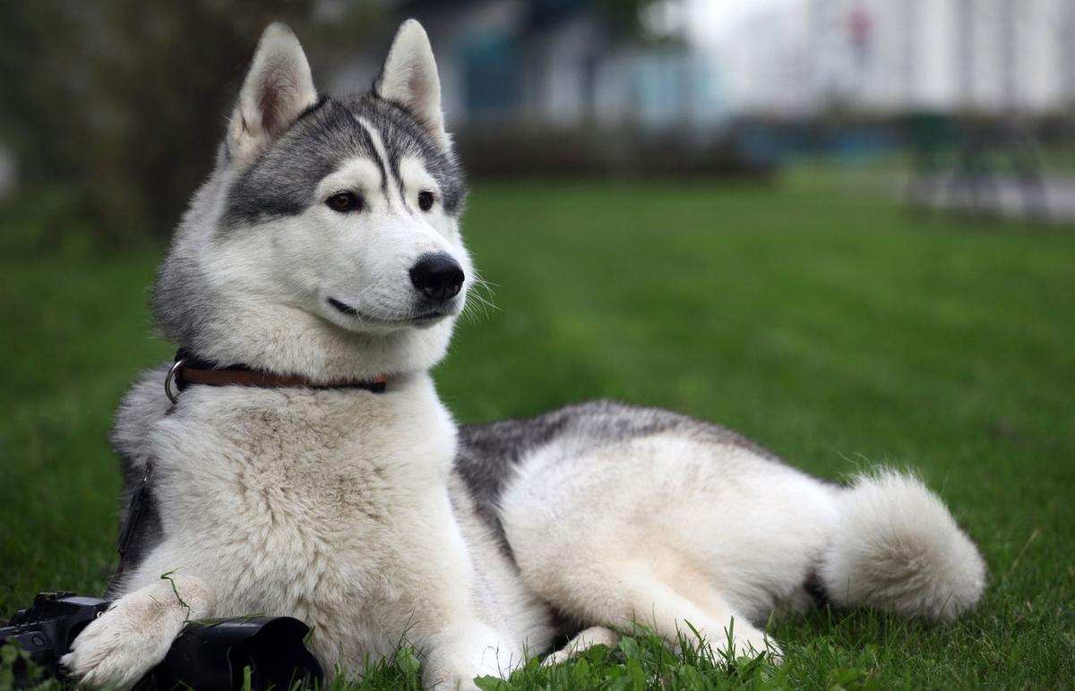 Alaskan Husky