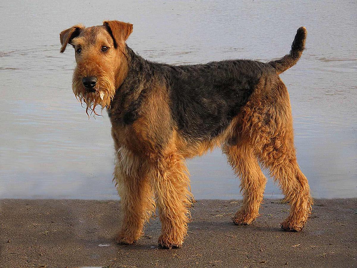 Terrier