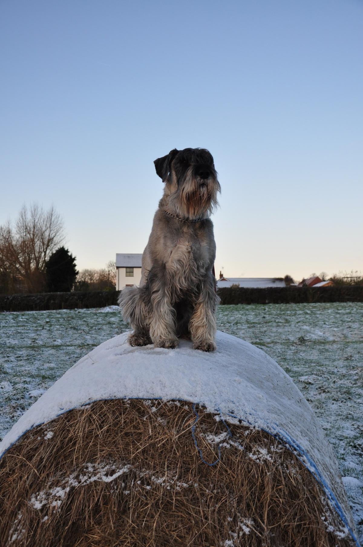 Standard Schnauzer