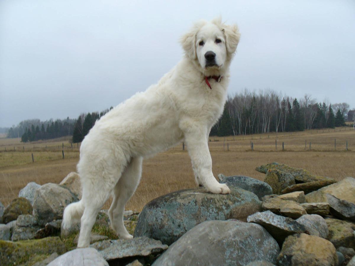 Guardian