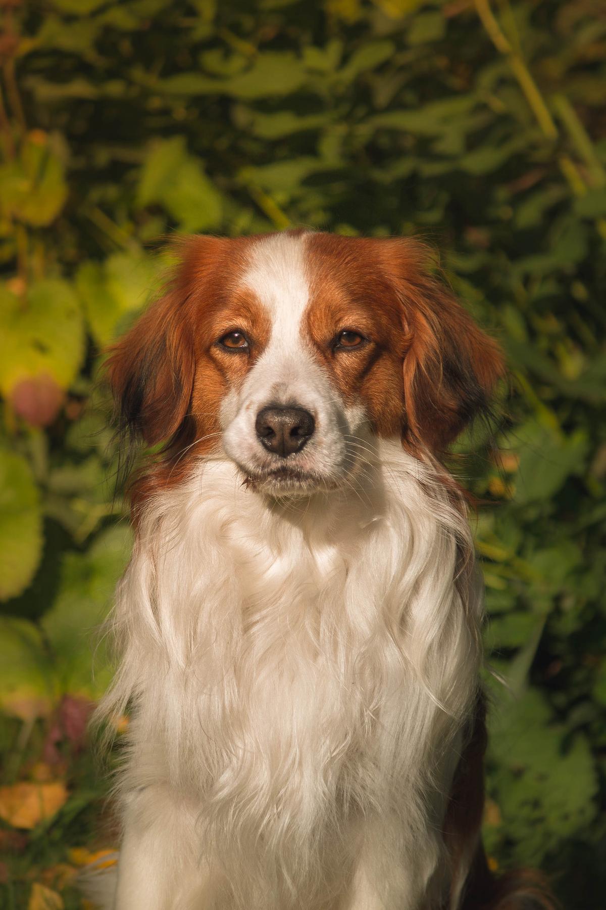 Kooikerhondje