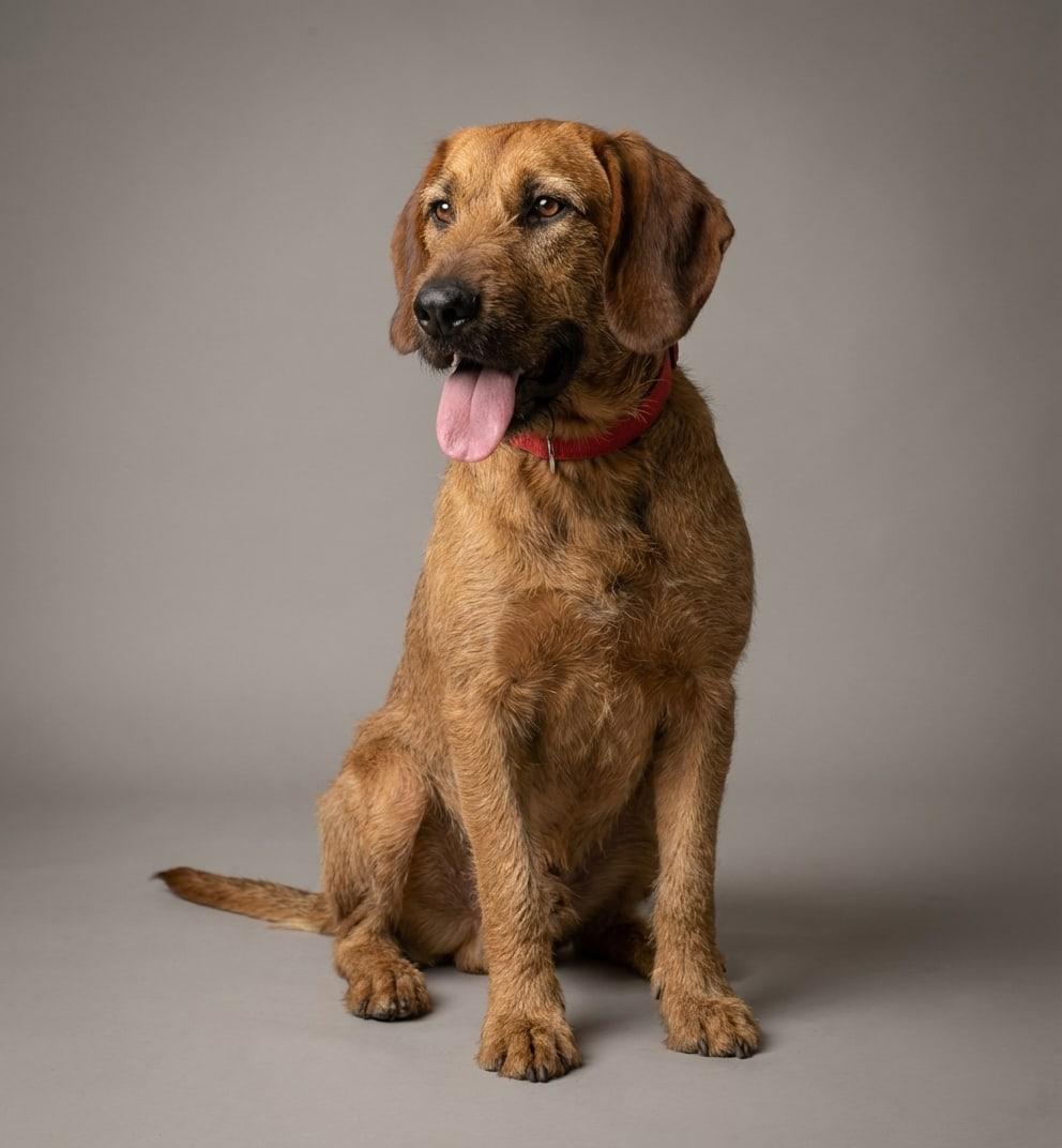 Styrian Coarse-haired Hound