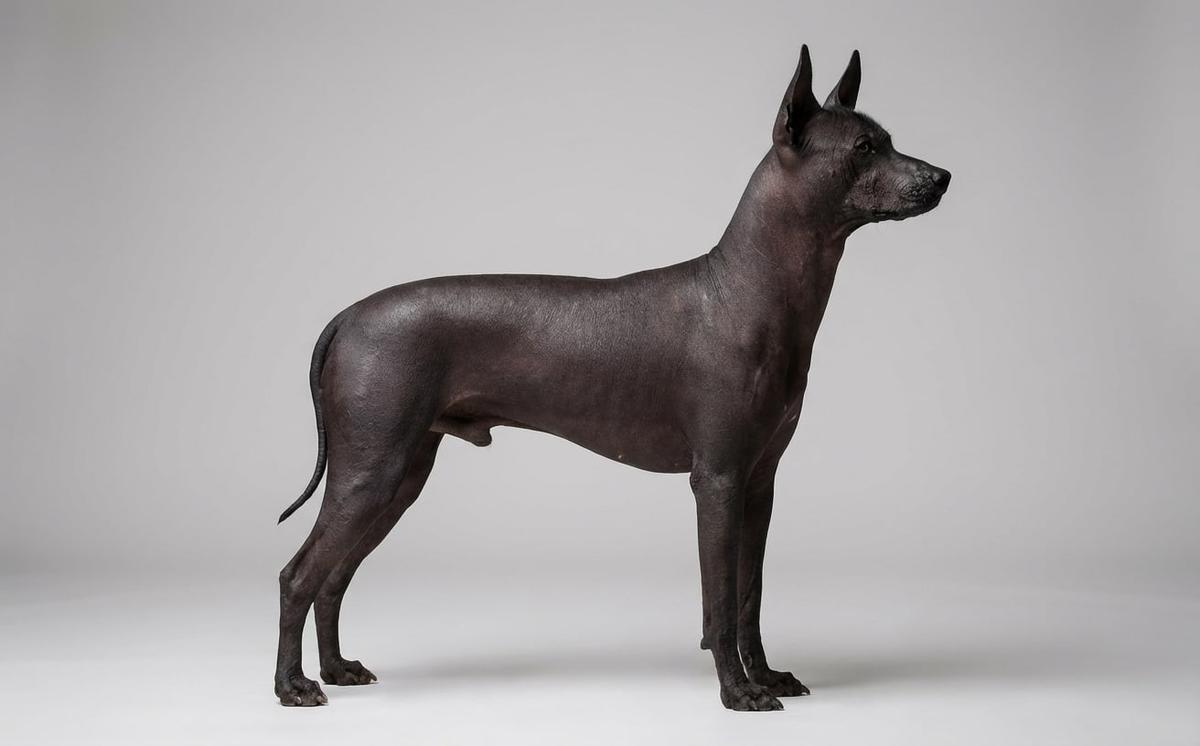 Spitz and Primitive Types