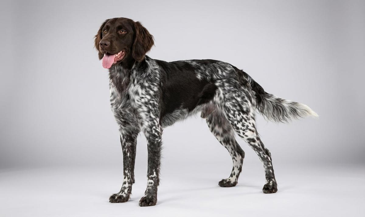 Small Münsterländer