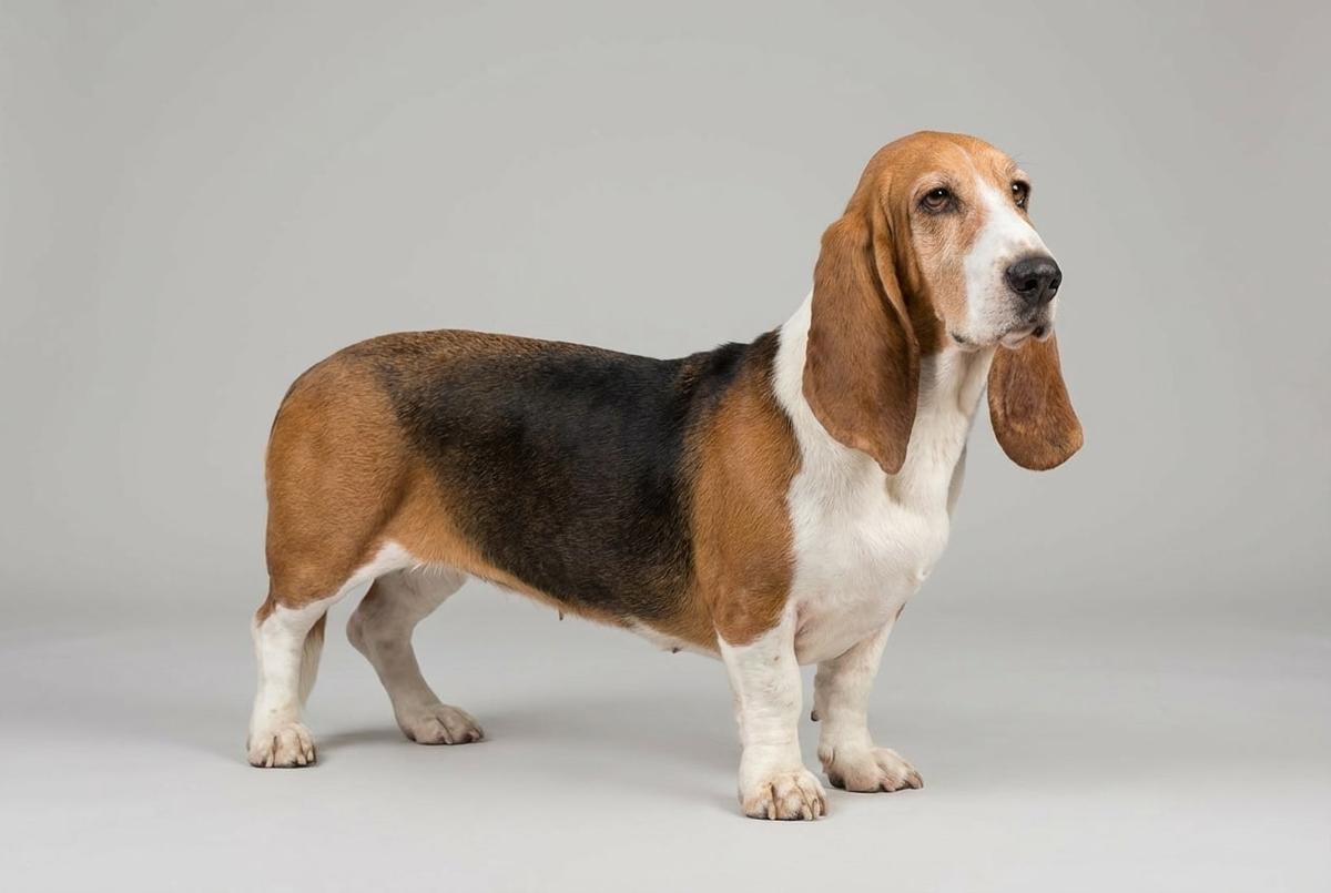 Basset Artésien Normand