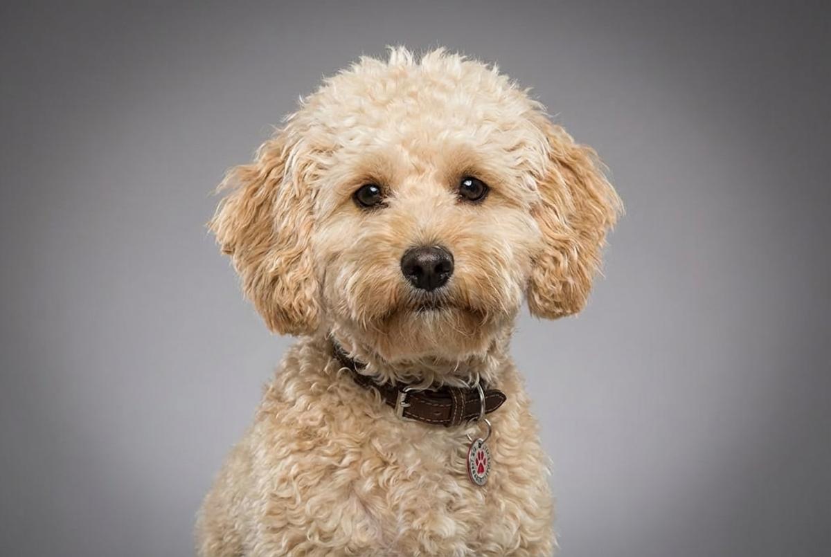 Cavapoo