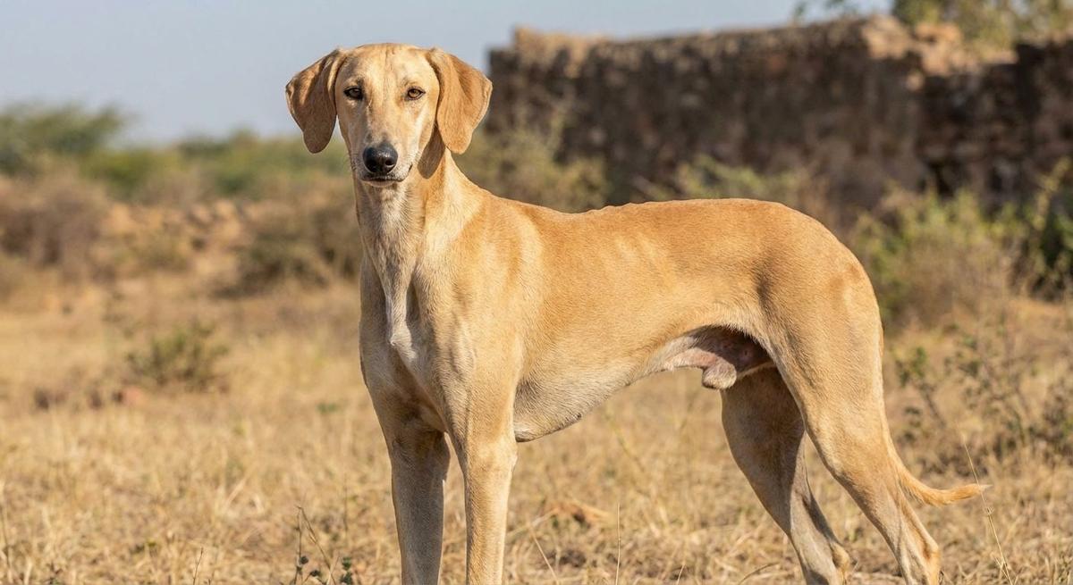 Mudhol Hound