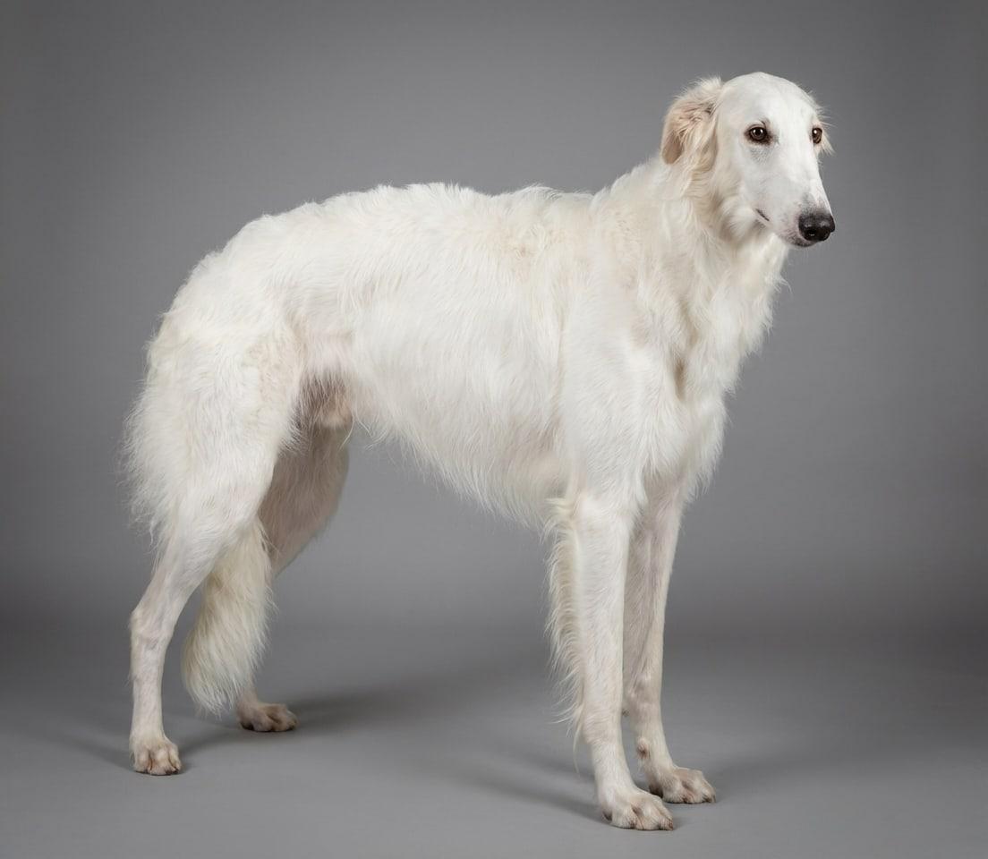Borzoi