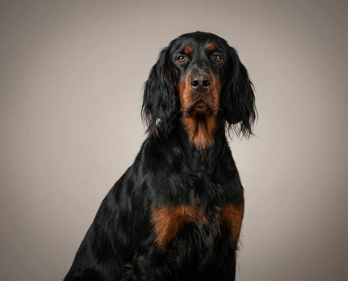 Gordon Setter