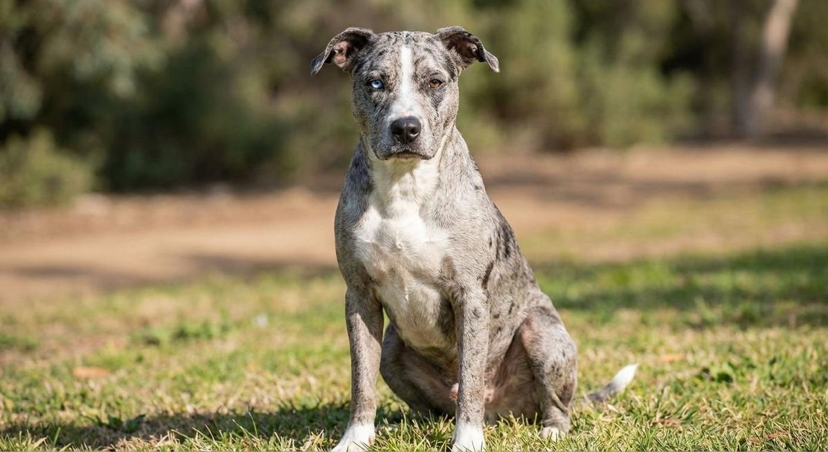 Pitsky