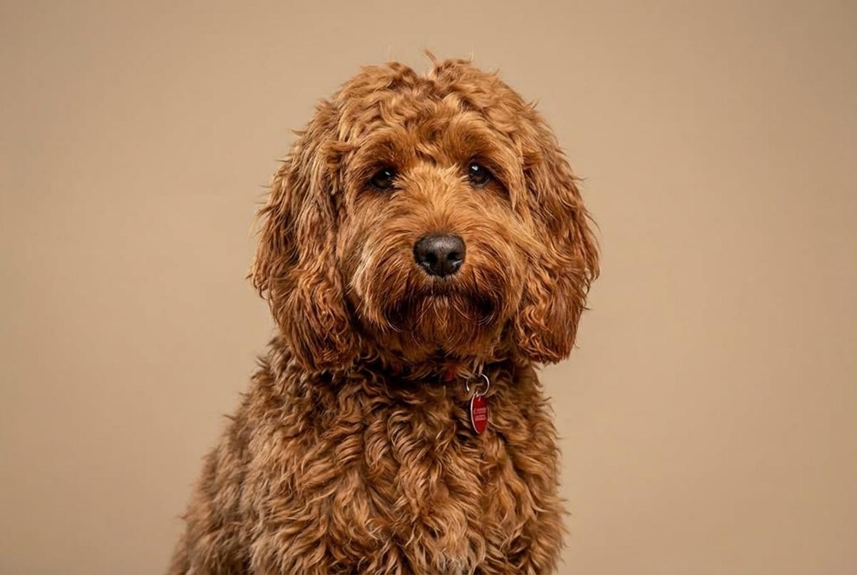 Cockapoo