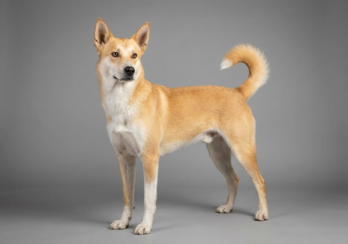 Canaan Dog