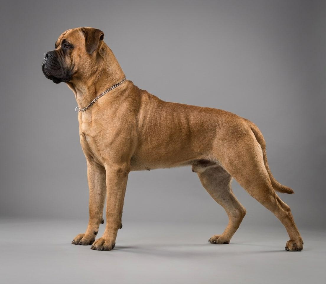Bullmastiff