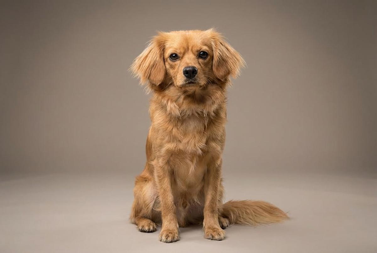 Cavapom