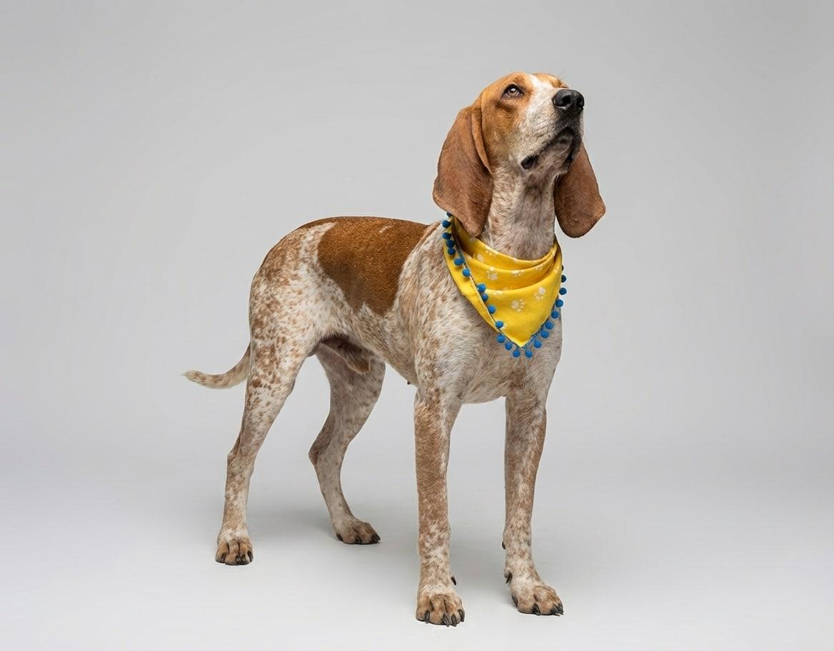 Scent Hound