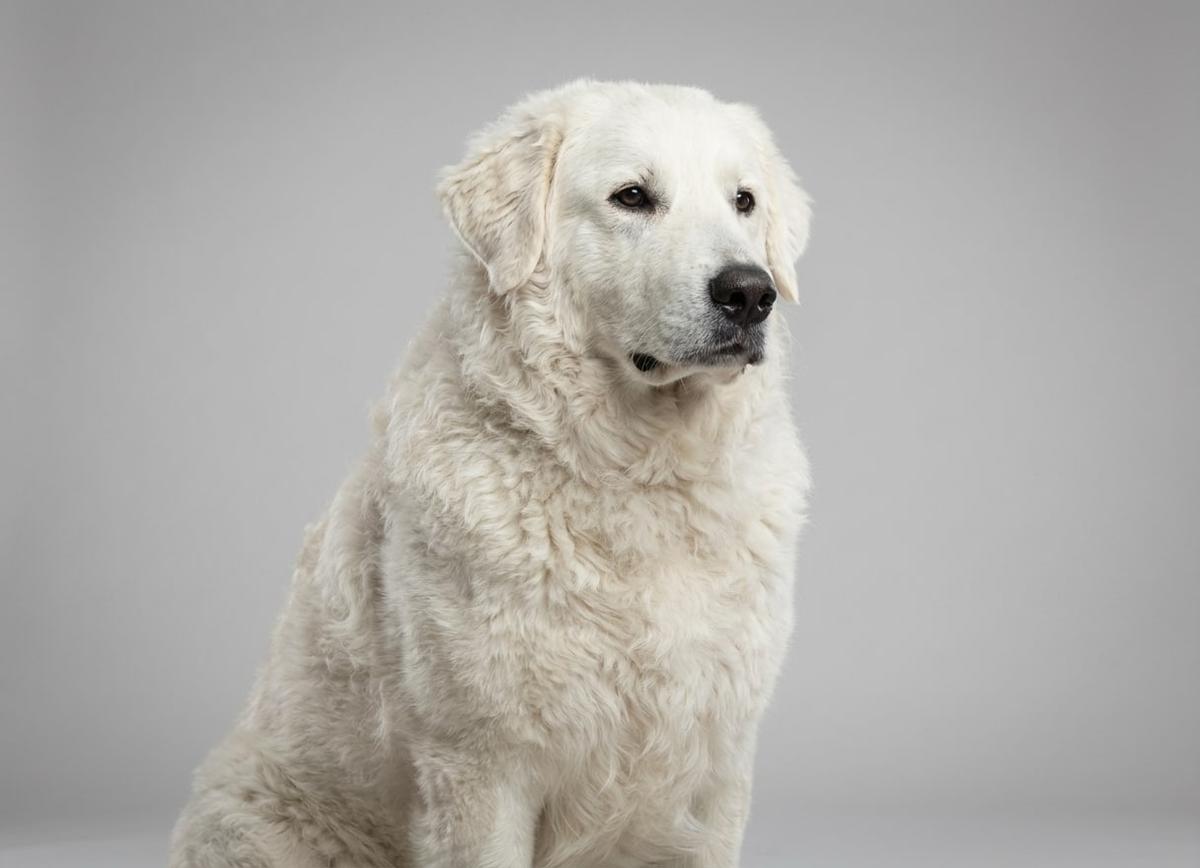 Kuvasz