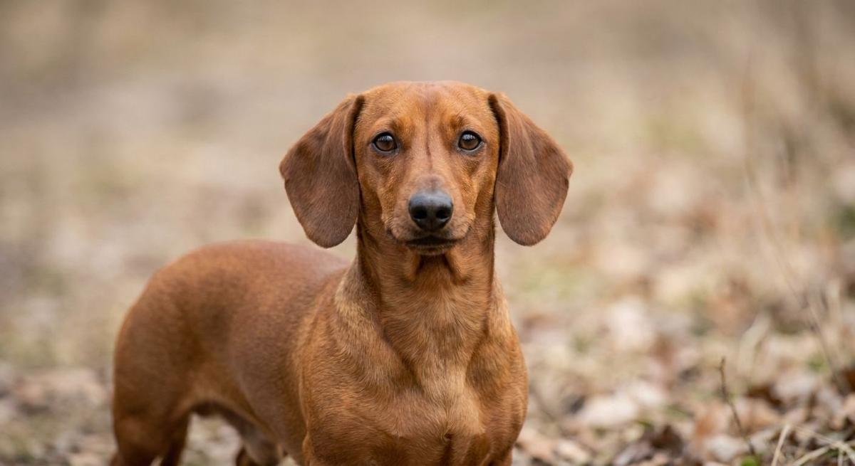 Miniature Dachshund
