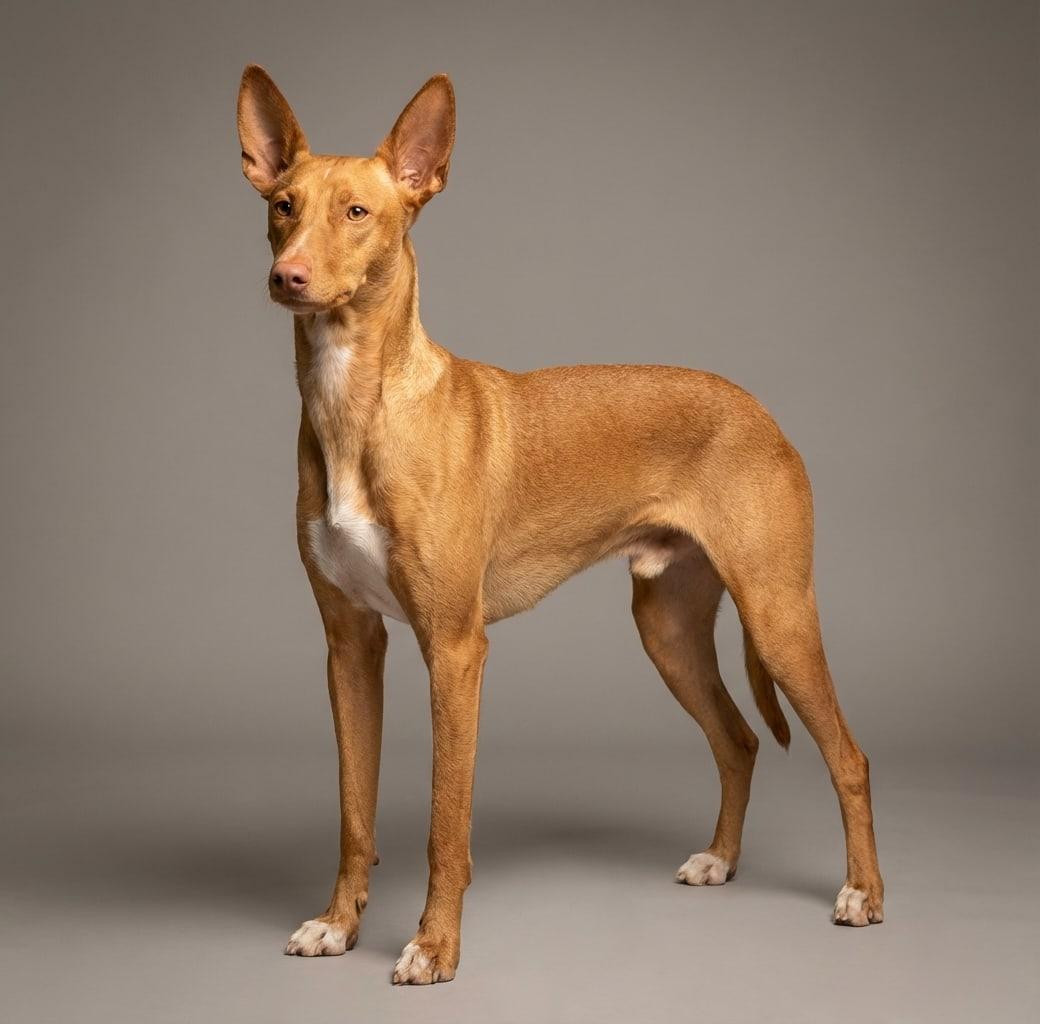 Podenco Andaluz