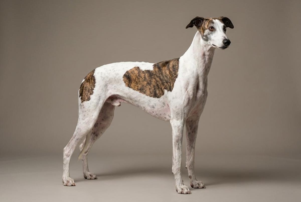 Sarail Hound
