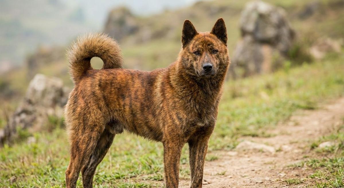 Liangshan Dog