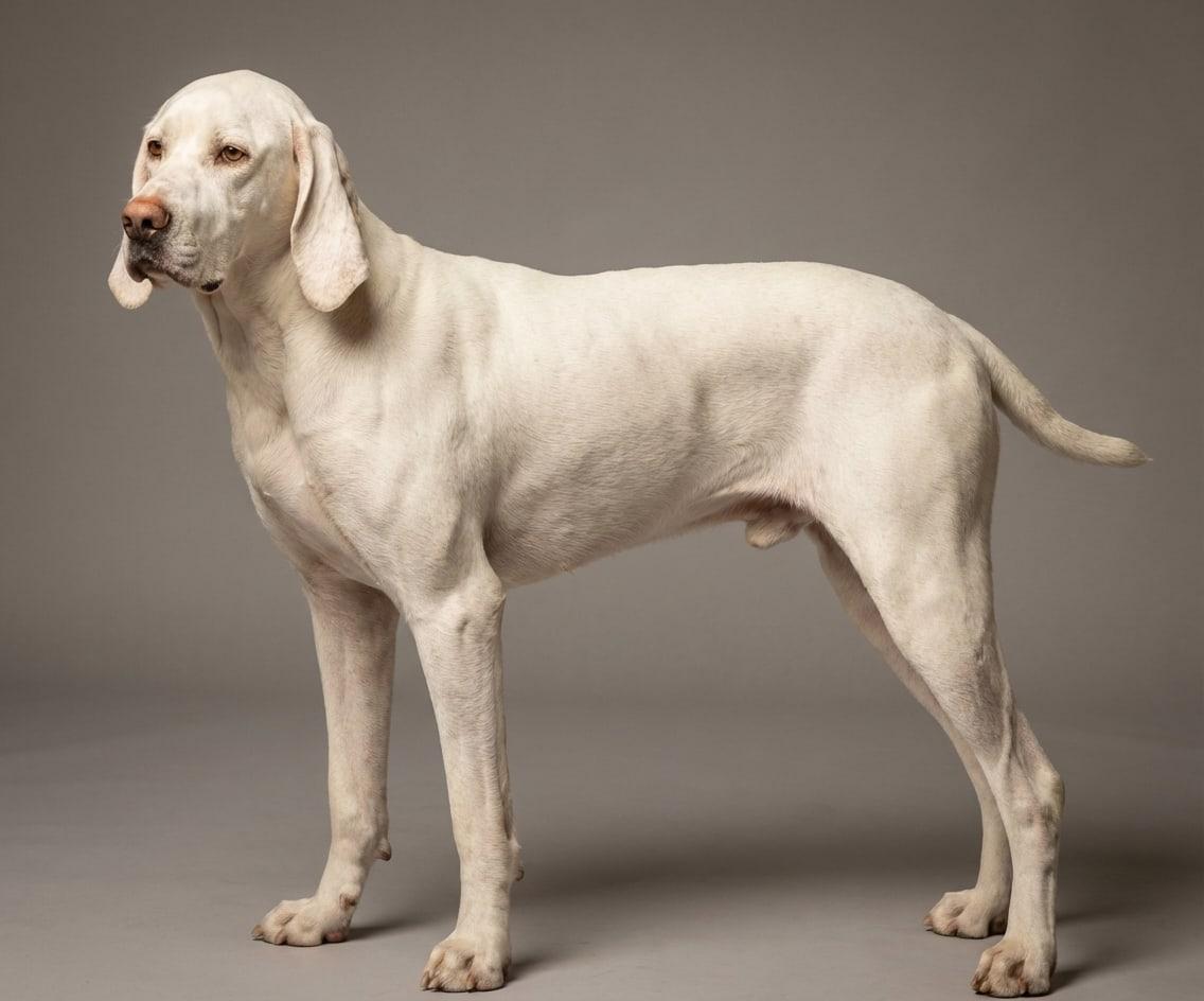 Ariège Pointer