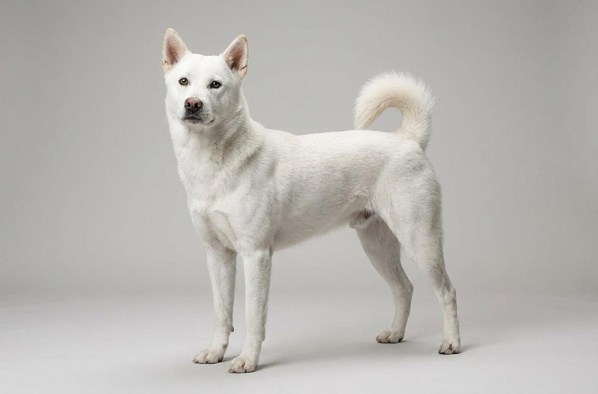Kishu Ken