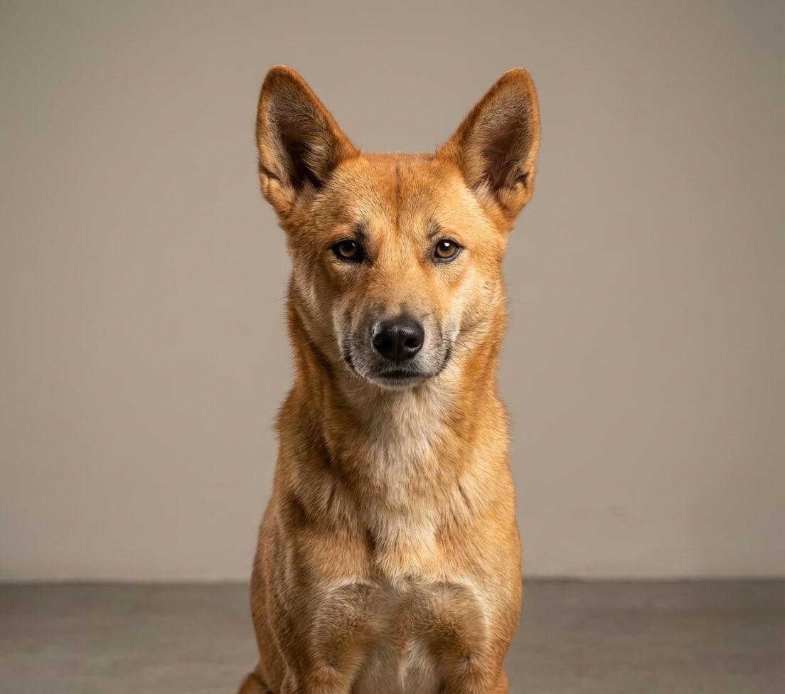 Primitive/Wild Canid