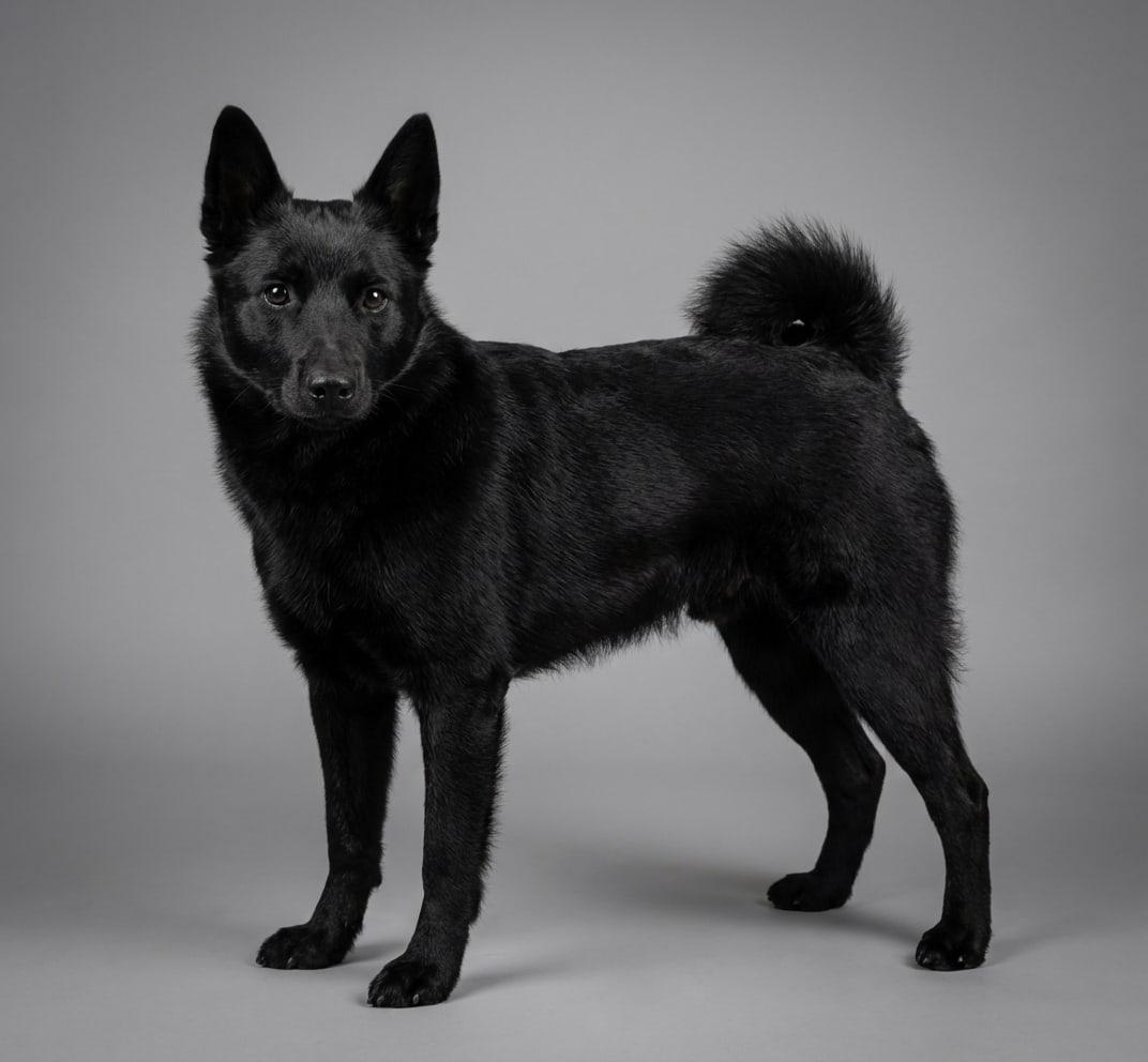 Black Norwegian Elkhound