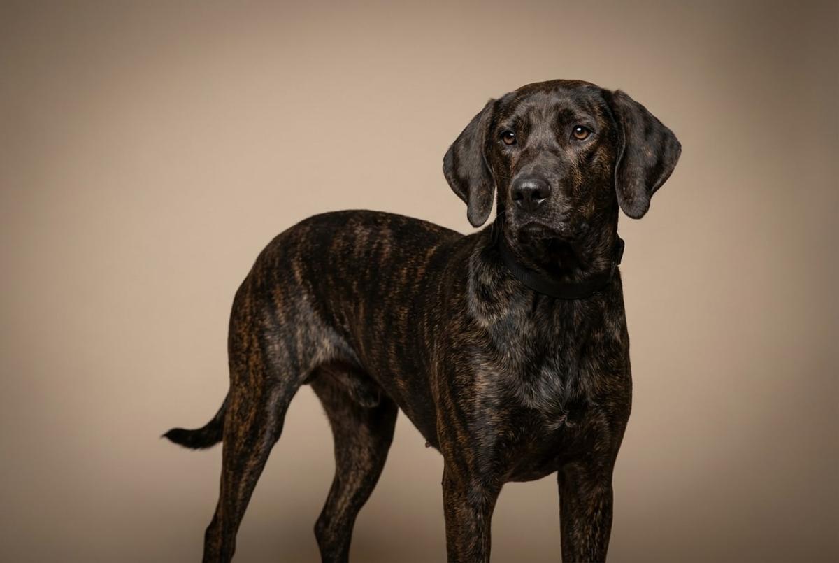 Plott Hound