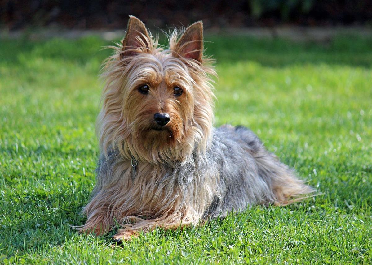 Australian Silky Terrier