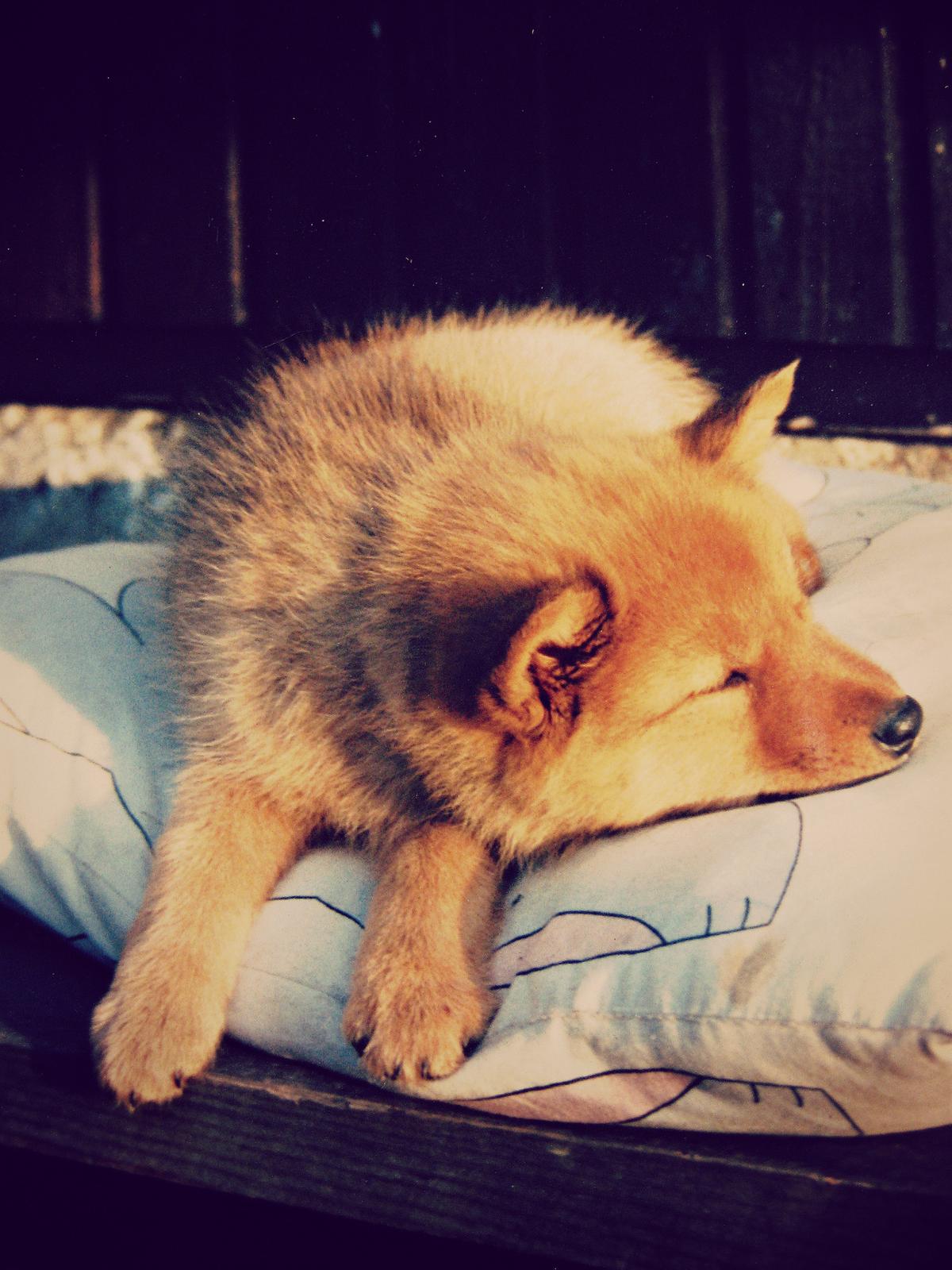 Finnish Spitz